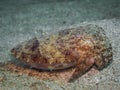 Cuttlefish