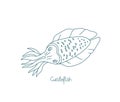 Cuttlefish or cuttles are marine molluscs. Vector contour. Open paths. Editable stroke. Custom line thickness.