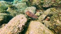 Cuttlefish cuttles sepia cephalopod swims and hunts in the rocks of coral reefs and warm tropical waters