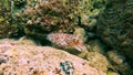 Cuttlefish cuttles sepia cephalopod swims and hunts in the rocks of coral reefs and warm tropical waters