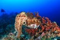 Cuttlefish and diver Royalty Free Stock Photo