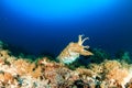 Cuttlefish at dusk. Komodo Royalty Free Stock Photo