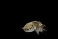 Cuttlefish eating fish Royalty Free Stock Photo