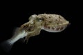 Cuttlefish eating fish