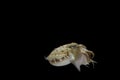 Cuttlefish eating fish with black isolated background