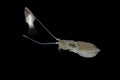 Cuttlefish eating fish with black isolated background