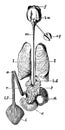 Cuttlefish Enteric Canal, vintage illustration