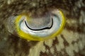 cuttlefish eye Royalty Free Stock Photo