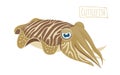 Cuttlefish mollusk, cartoon style Royalty Free Stock Photo