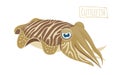 Cuttlefish mollusk, cartoon style