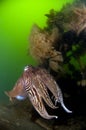Cuttlefish Oosterschelde Netherlands Royalty Free Stock Photo