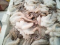 Cuttlefish in open seamarket