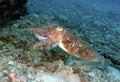 Cuttlefish, Perhentian Island, Terengganu