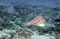 Cuttlefish, Perhentian Island, Terengganu