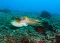 Cuttlefish on a reef