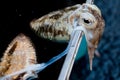 A cuttlefish on sale