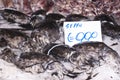 Cuttlefish for sale