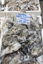 Cuttlefish for Sale on Market Stall, Bologna