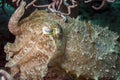 Cuttlefish, Sepia latimanus