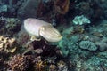 Cuttlefish, Sepia latimanus