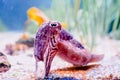 A cuttlefish -Sepiida- with its large eye, cephalopod that can camouflage and change color Royalty Free Stock Photo