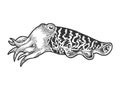 Cuttlefish sketch engraving vector illustration Royalty Free Stock Photo