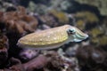 Cuttlefish Swimming Royalty Free Stock Photo