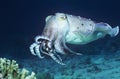 Cuttlefish swimming in ocean Royalty Free Stock Photo