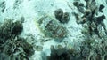 Cuttlefish Swimming Over Seafloor