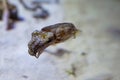 Cuttlefish swimming Royalty Free Stock Photo