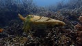 Cuttlefish timid tentacle like hermit crab on the coral garden