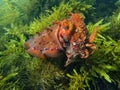 Cuttlefish- up close- terracotta on green Royalty Free Stock Photo