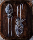 Cuttlefish on a wooden board. Royalty Free Stock Photo