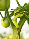 Cutworm eats green tomato Royalty Free Stock Photo