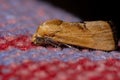 Cutworm Moth Royalty Free Stock Photo