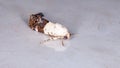 Cutworm Moth Royalty Free Stock Photo