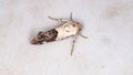 Cutworm Moth Royalty Free Stock Photo