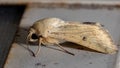 Cutworm Moth Royalty Free Stock Photo