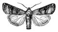Cutworm Moth, Vintage Illustration