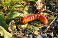 Cutworm in nature Royalty Free Stock Photo