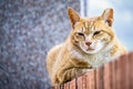 Cuty chubby orange domestic cat lies on the brick wall