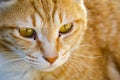 Cuty chubby orange domestic cat lies on the brick wall