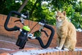 Cuty chubby orange domestic cat sit near the bicycle in the garden