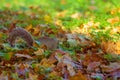 05/11/2017 Cuty grey squirrel