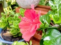 A Cuty Hibiscus From Side Royalty Free Stock Photo