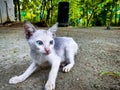 Cutey Kitty Royalty Free Stock Photo