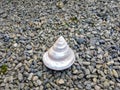 A Cuty Sea snail Royalty Free Stock Photo