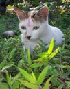 Cuty white Cat looking you forever