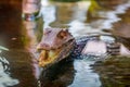 Cuvier dwarf caiman