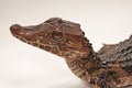 Cuviers Dwarf Caiman baby